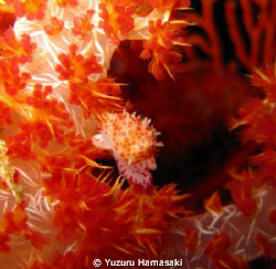a beautiful baby cowrie getting active at night by Yuzuru Hamasaki 